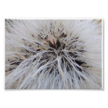 Seedpods Photograph