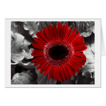 seen red greeting cards