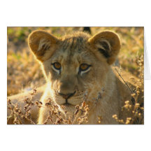 Selati Lion Cub Card