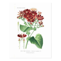 Senecio cruentus (Cineraria) Post Card