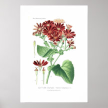 Senecio cruentus (Cineraria) Posters