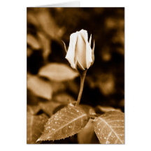 Sepia rose bud cards