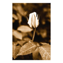 Sepia rose bud photo art