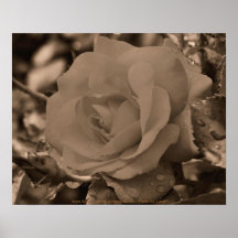 Sepia Rose Flower Photography Poster Print