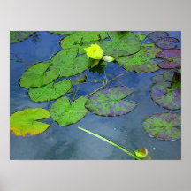 Serene Posters