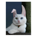 Serenity as Bunny postcard
