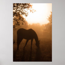 Serenity - horse grazing at sunrise poster