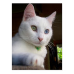 Serenity pose Postcard