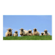 seven curious rasta sheep photo card template