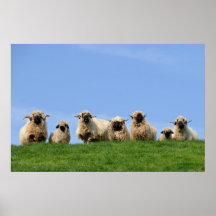 seven curious rasta sheep posters