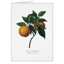 Seville Orange Greeting Card