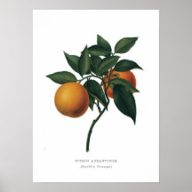 Seville Orange Posters