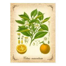 Seville orange - vintage illustration post card