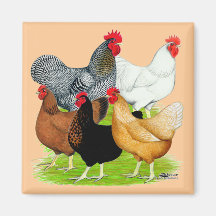 Sex-linked Chickens Quintet Fridge Magnet