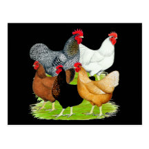 Sex-linked Chickens Quintet Post Cards