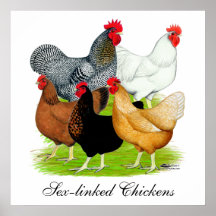 Sex-linked Chickens Quintet Print