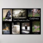 SF Zoo collage poster