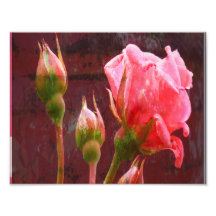 Shabby Chic Pink Rose Photo Print