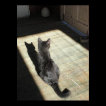 Shadow Cat Colour Print posters