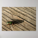 Shadow Fly Print