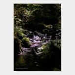 Shady Creek posters