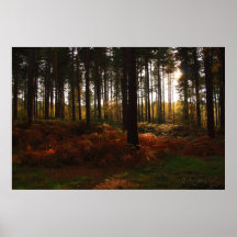 Shaft of Light Print