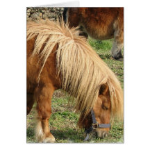 Shaggy Shetland Pony Greeting Card