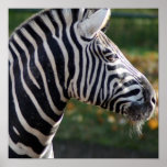 Shaggy Zebra Poster