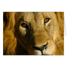 Shaka Eye of the Lion Cards
