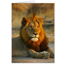 Shaka the Lion at Sunset Cards