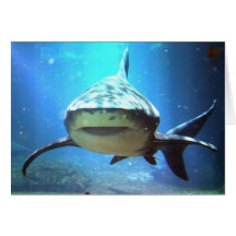 Shark Greeting Card