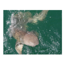Shark Post Card