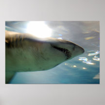 Shark poster from 14.95
