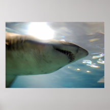Shark poster from 14.95