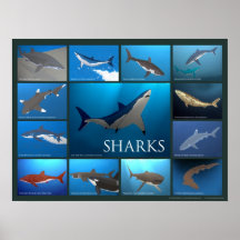 Shark Species Art Poster