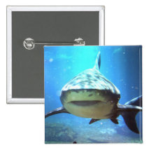 Shark Square Pin