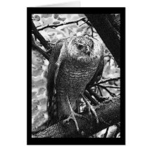Sharp-Shinned Hawk Greeting Card