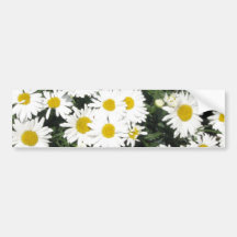 Shasta Daisies Bumper Sticker