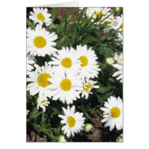 Shasta Daisies Greeting Card