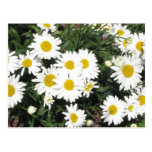 Shasta Daisies Postcard