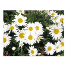 Shasta Daisies Postcard