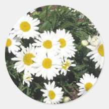 Shasta Daisies Sticker