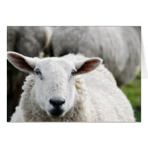 Sheep Cards