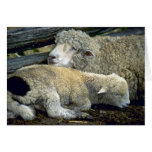 Sheep Cards