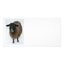 Sheep in snow customized photo card