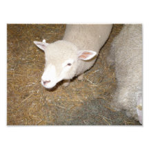 Sheep Looking Up Photographic Print