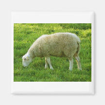 Sheep - Mouton Refrigerator Magnet
