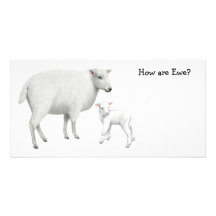 Sheep Photo Card