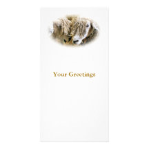 SHEEP PHOTO CARDS