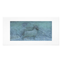 Sheep Relief Photo Cards